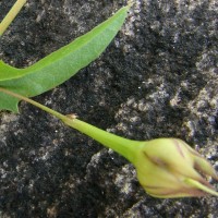 Xenostegia tridentata (L.) D.F.Austin & Staples